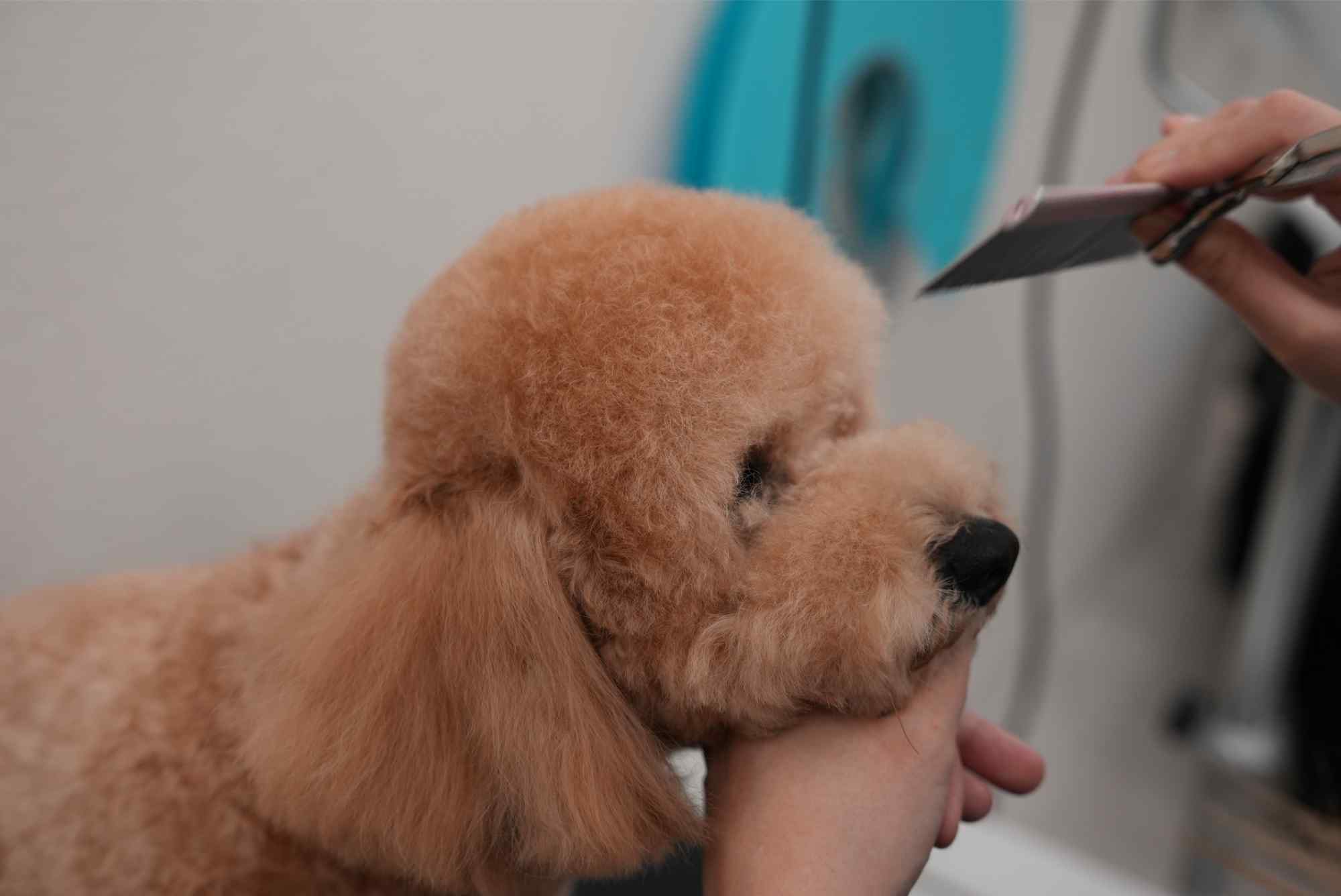 大型犬のシャンプー | 東京都八王子のトリミングならワンルーク八王子店