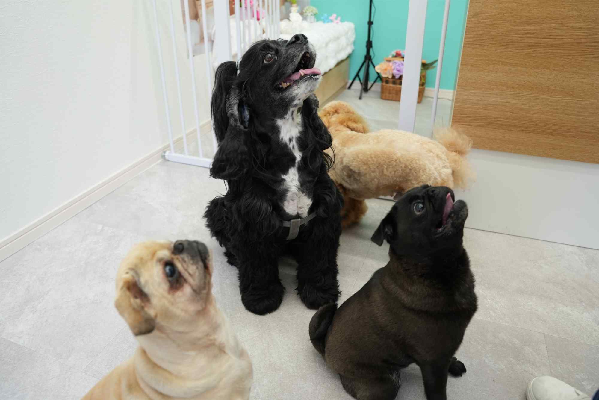 子犬の初回ケア | 東京都八王子のトリミングならワンルーク八王子店