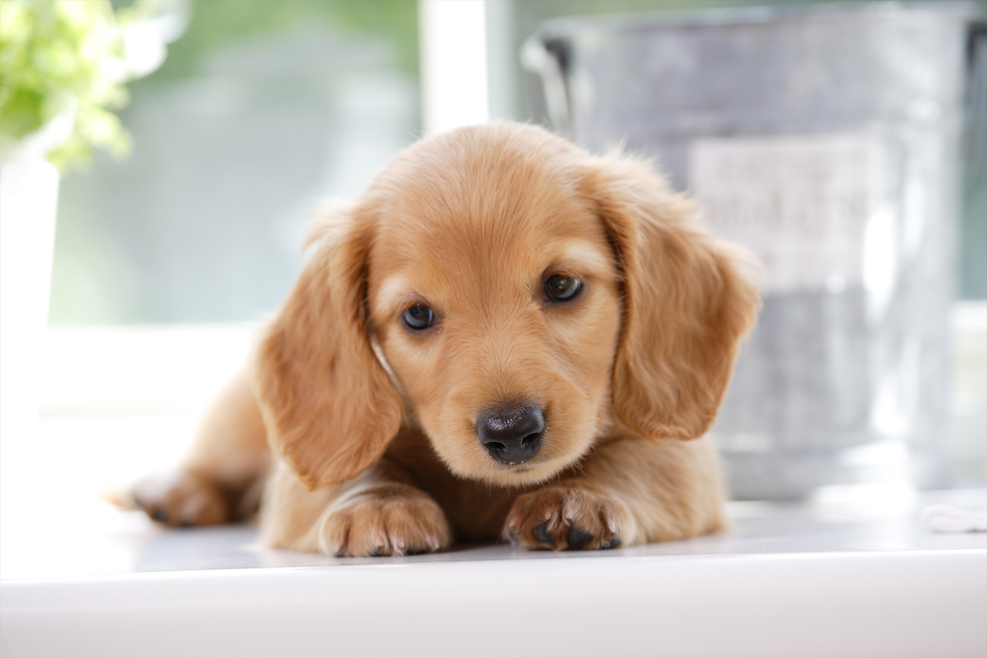 小型犬から大型犬、猫まで対応しており、健康と可愛らしさを引き出すお手伝いをいたします。