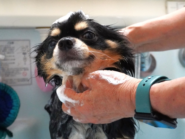 愛犬・愛猫が快適に過ごせるサロン環境
